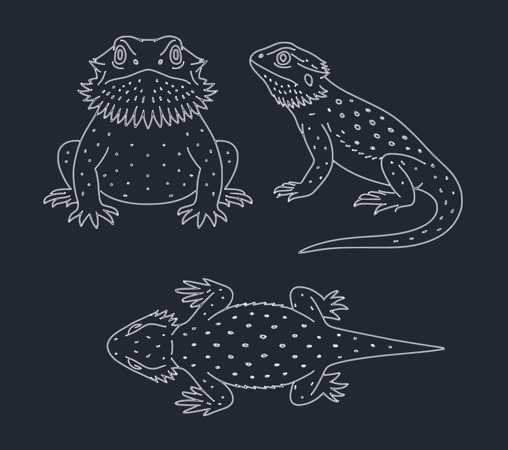 Bearded Dragon Care Guide: Tips for Healthy, Happy Pets